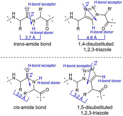 1,4-Disubstituted 1H-1,2,3-Triazole Containing Peptidotriazolamers: A New Class of Peptidomimetics With Interesting Foldamer Properties